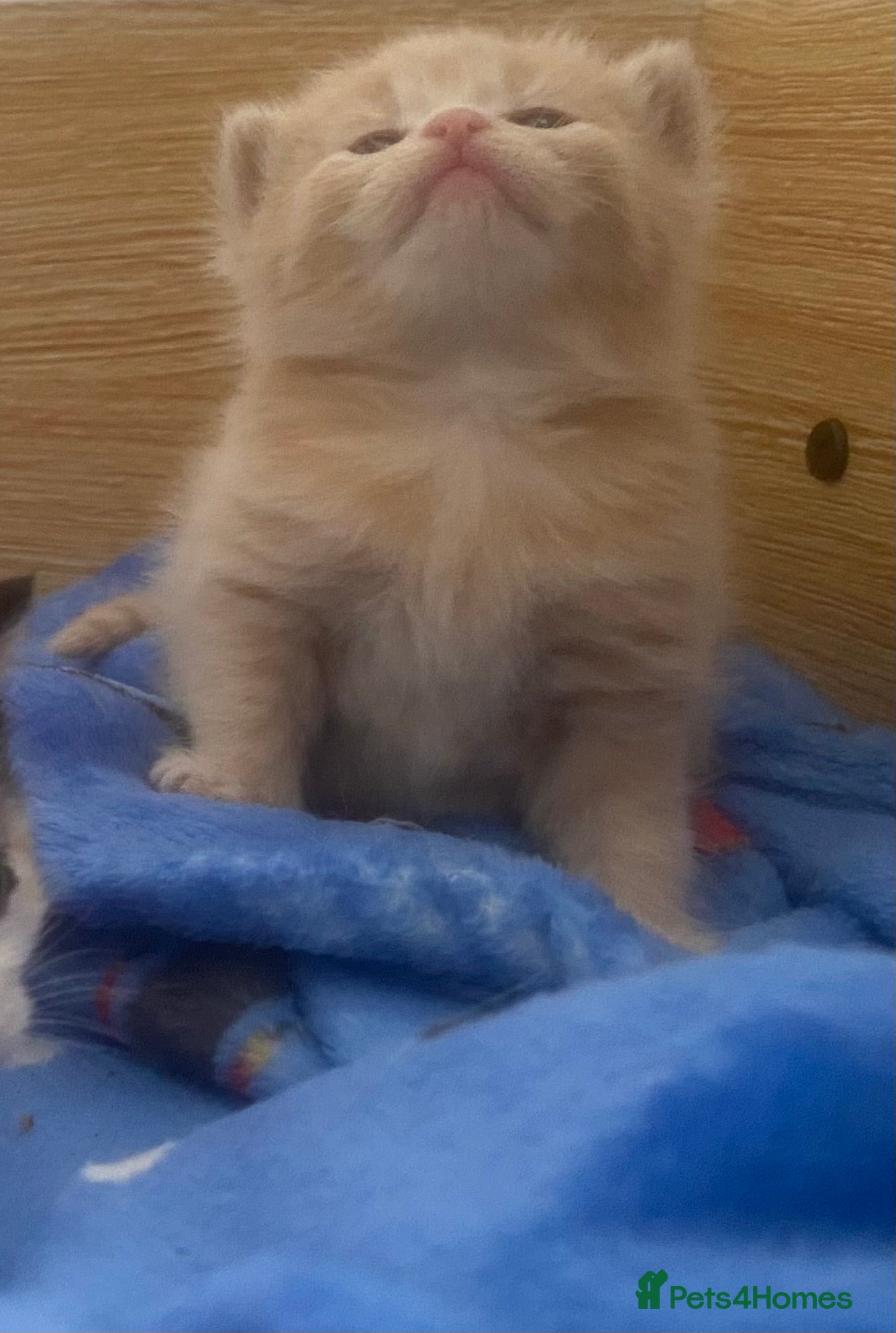 British Shorthair cats British Shorthair Calico Kittens  - Advert 15