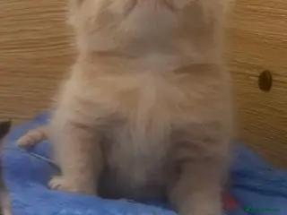 British Shorthair cats British Shorthair Calico Kittens - Advert 15