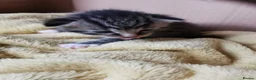 Mixed Breed cats for sale: Kittens for sale  in Bolton - Advert 9