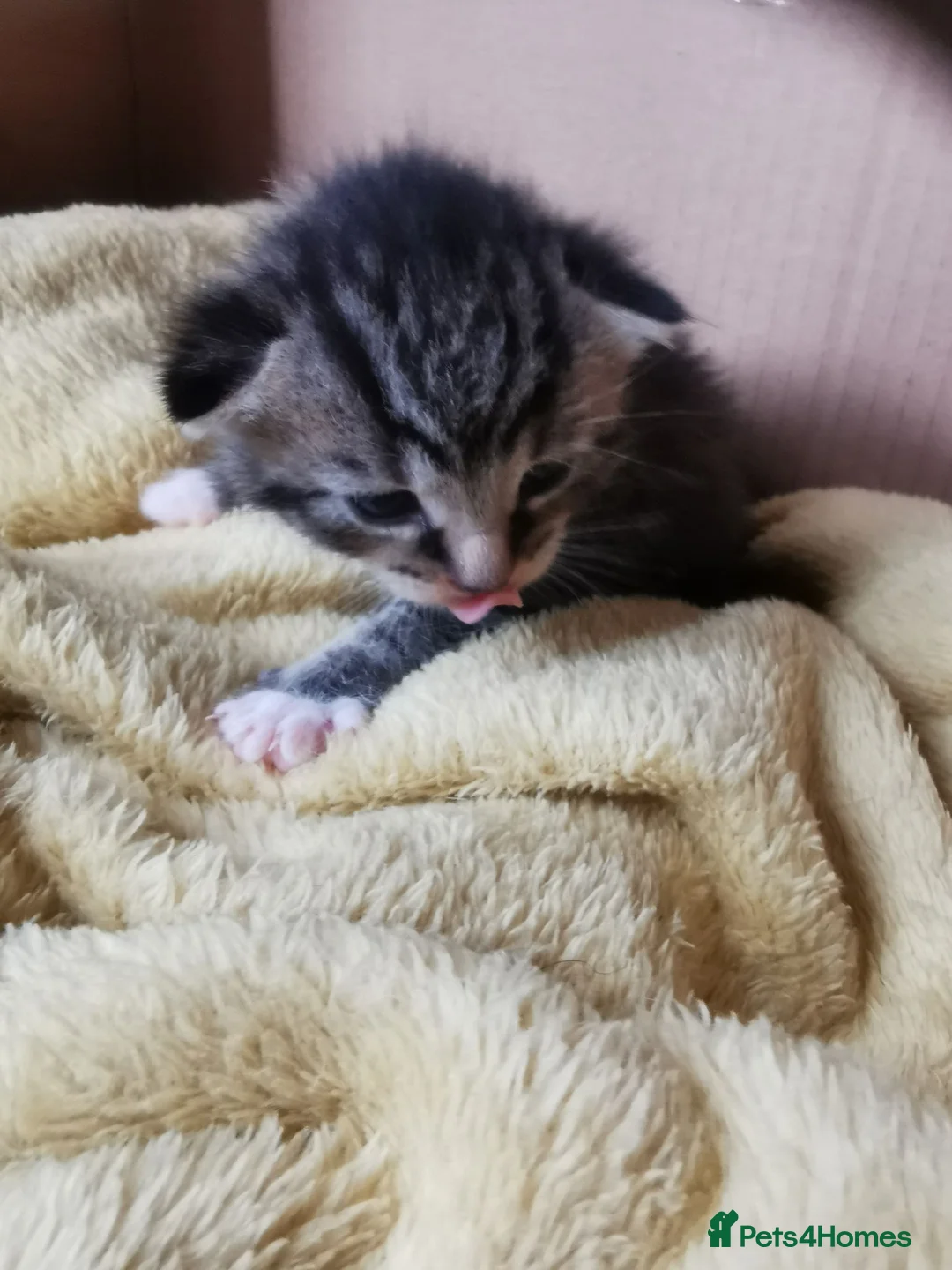 Mixed Breed cats for sale: Kittens for sale  in Bolton - Advert 9