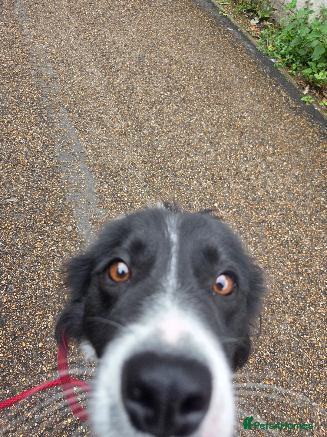 Border Collie dogs for sale: Male border collie - Advert 5