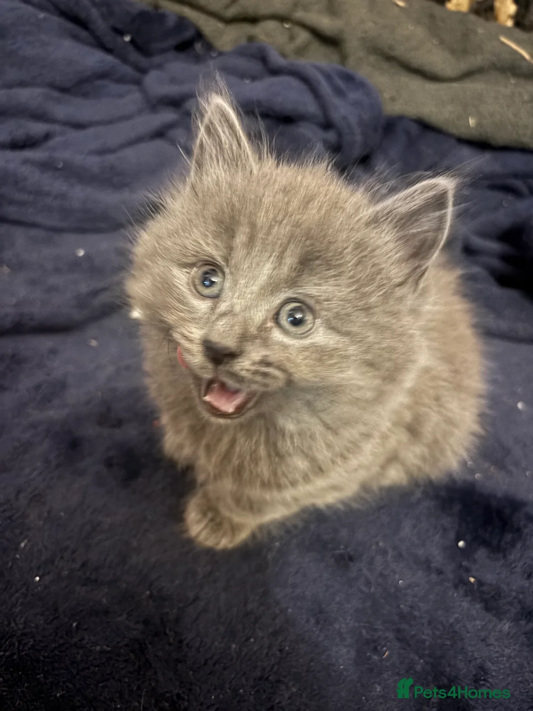 Mixed Breed cats for sale: ❤️Ready on 14th Jan! ragdoll/British blue  - Advert 2