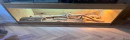 Bearded Dragon reptiles for sale: 7 Month Old Bearded Dragon & Full Set Up - Advert 6