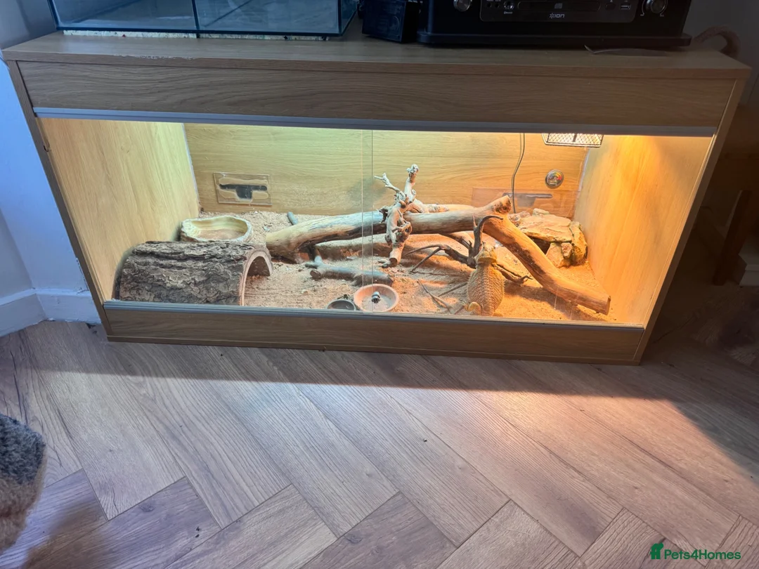 Bearded Dragon reptiles for sale: 7 Month Old Bearded Dragon & Full Set Up - Advert 6