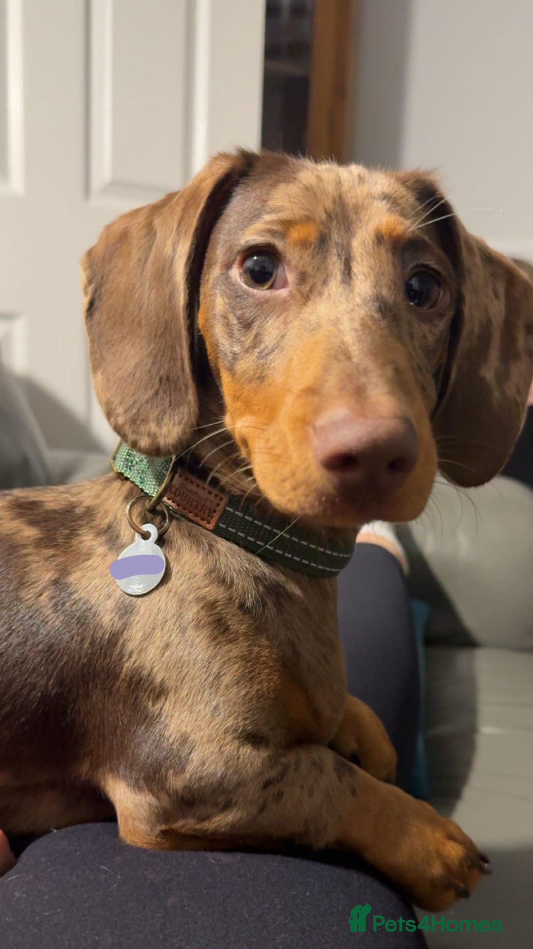 Dachshund dogs for sale: Dapple Dachshund - Brown/blue eyes  - Advert 7