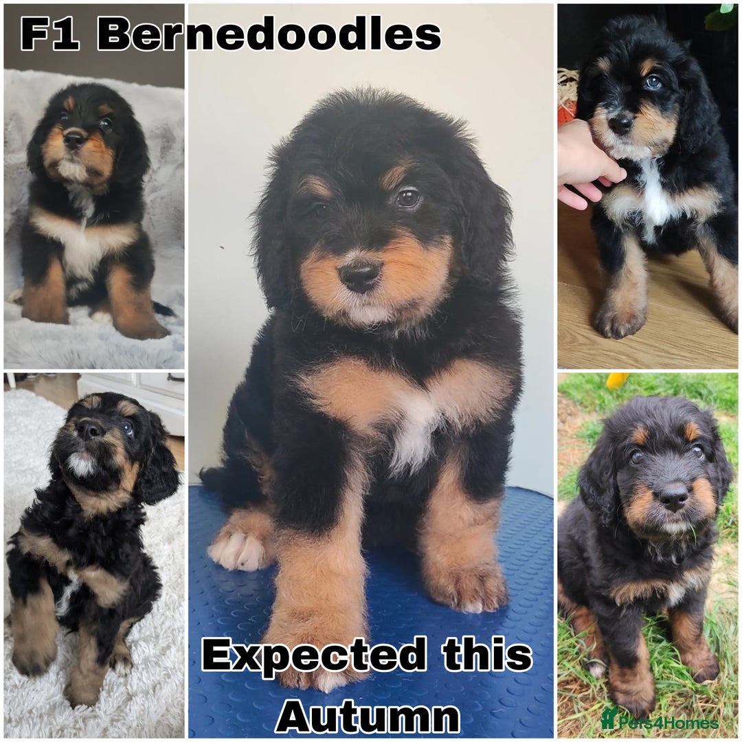 Bernedoodle dogs for sale: Join our waiting list - Image 2