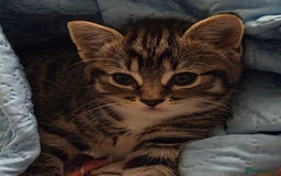 British Shorthair cats for sale: Kittens - Image 2