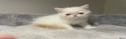 Exotic cats for sale: Red tabby colour point kittens mum grand champion  - Advert 8