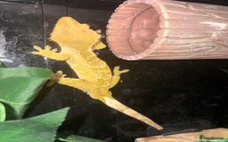 Gecko reptiles for sale: Crested gecko and enclosure  - Image 2
