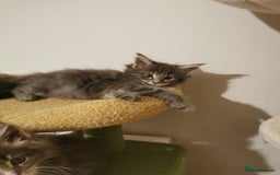 Maine Coon cats for sale: Full pedigree Maine Coon kittens for sale  - Advert 4