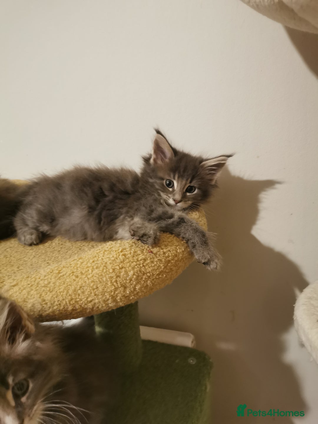 Maine Coon cats for sale: Full pedigree Maine Coon kittens for sale  - Advert 4