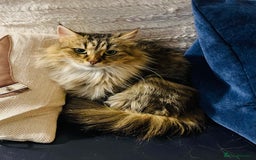 Siberian cats for sale: 4 1/2 year old Retired Queen - Image 2