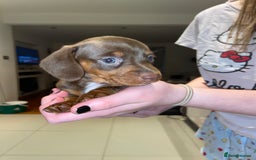 Miniature Dachshund dogs for sale: Dolly mixture dapple/piebald  - Image 19
