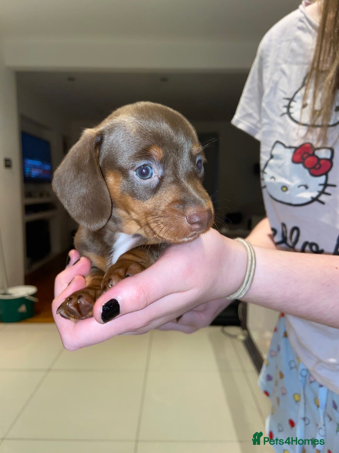 Miniature Dachshund dogs for sale: Dolly mixture dapple/piebald  - Image 19