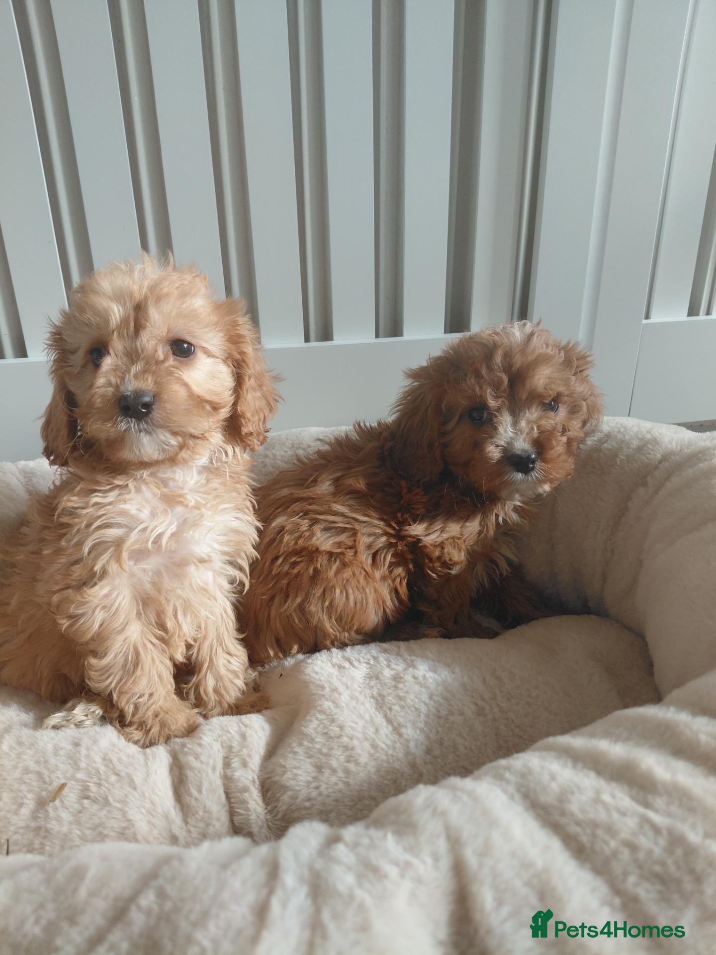 Cavapoo dogs Cavapoo  - Advert 1