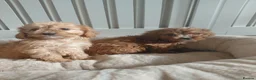 Cavapoo dogs for sale: Cavapoo  - Advert 2