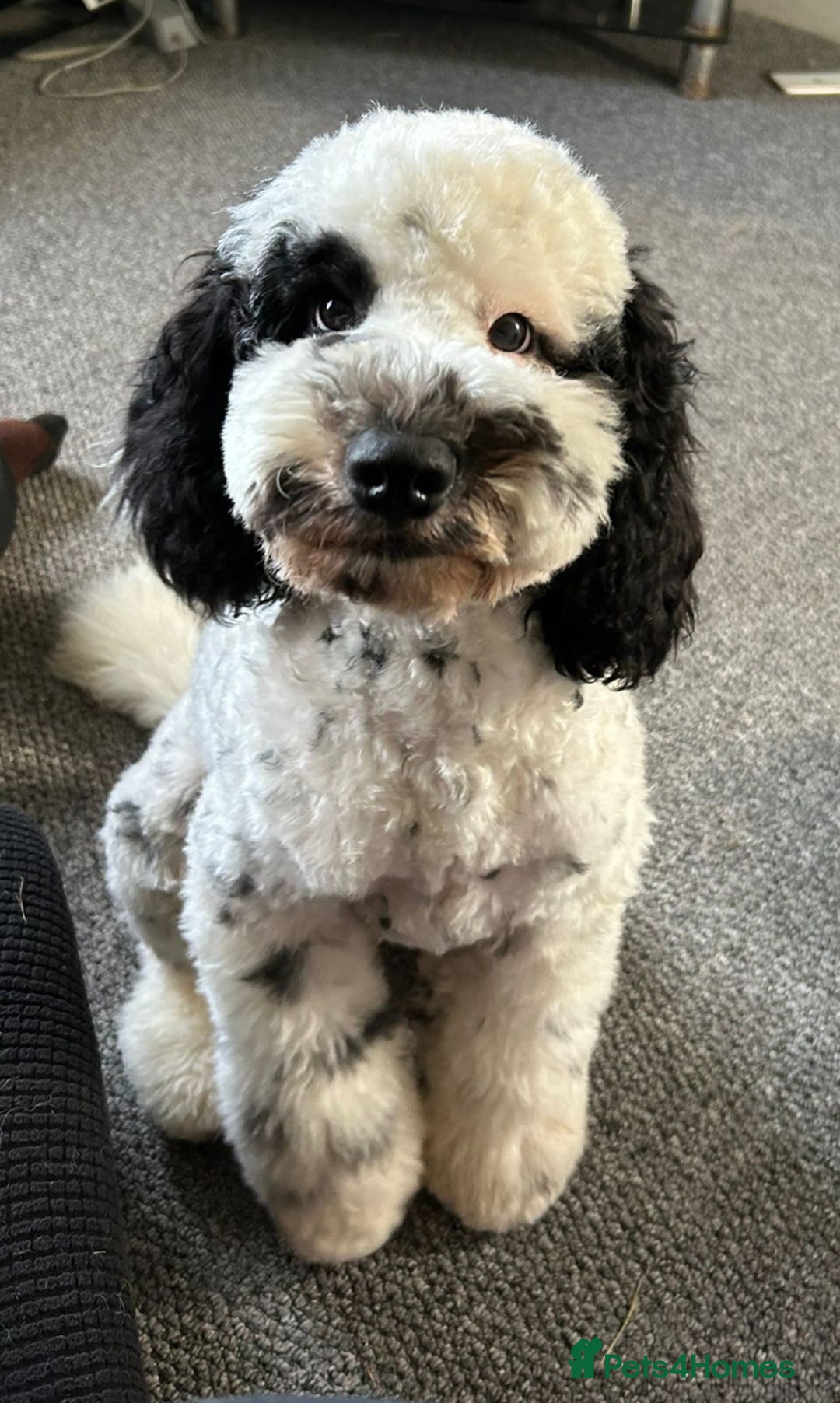 Cockapoo dogs for sale: Milo  - Image 6