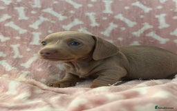 Miniature Dachshund dogs for sale: Miniature Dachshunds  - Image 1