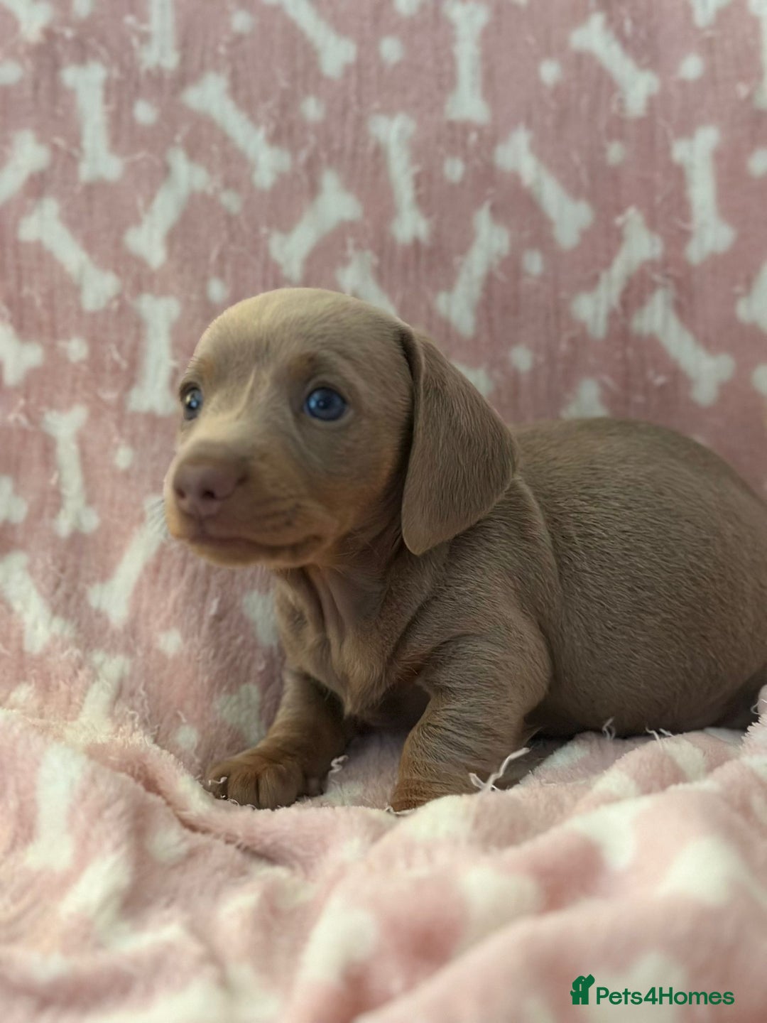 Miniature Dachshund dogs for sale: Miniature Dachshunds  - Image 1