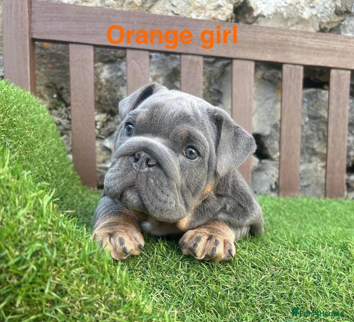 English Bulldog dogs KC Registered English bulldog puppies ❤️💙 - Advert 12