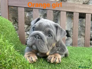 English Bulldog dogs KC Registered English bulldog puppies ❤️💙 - Advert 12