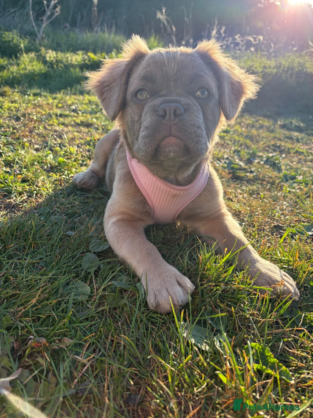 French Bulldog dogs for sale: Bella  in Stevenage - Advert 5