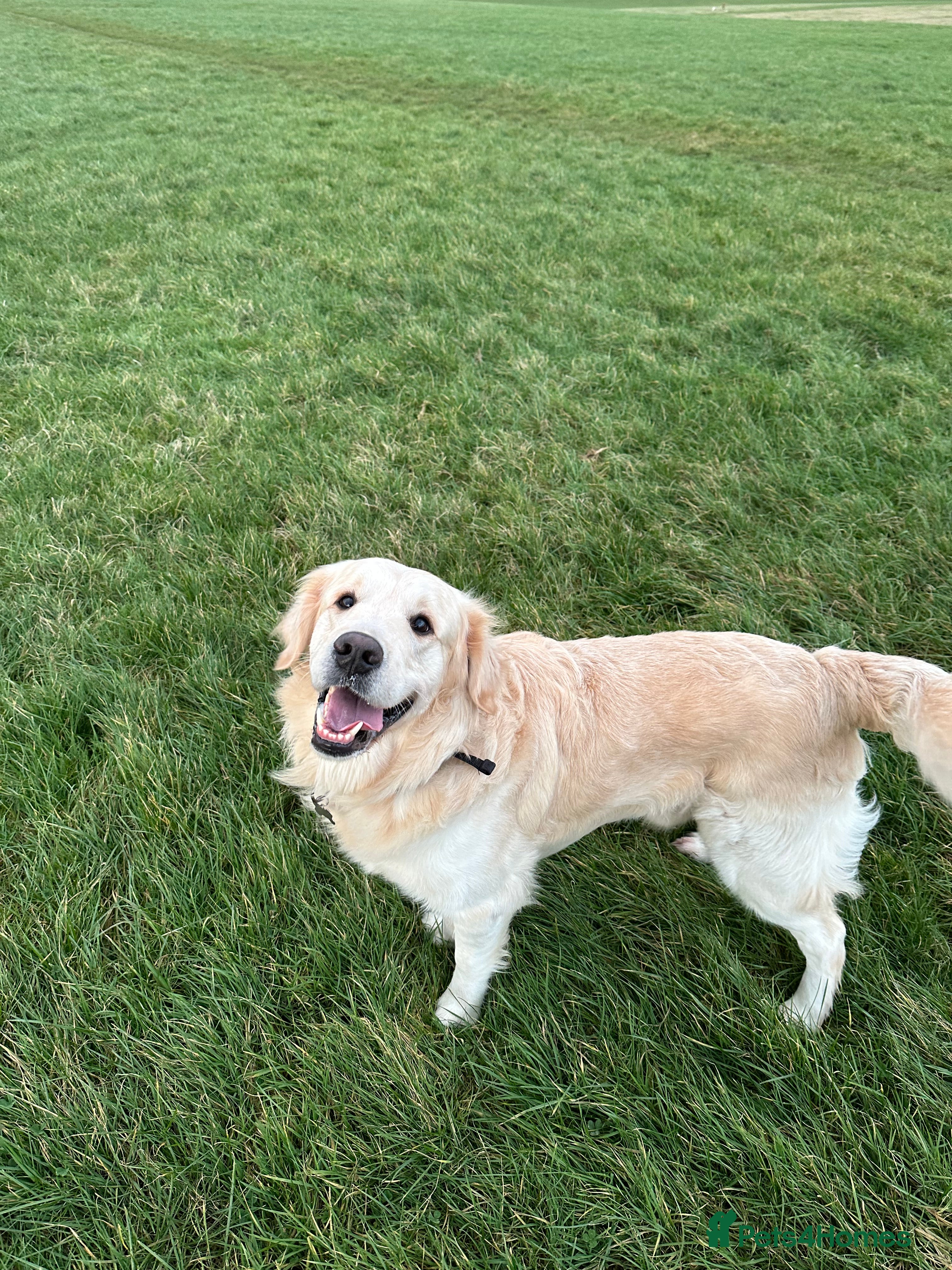 Golden Retriever dogs Brodie🤍 3 Yrs, Golden Retriever🐾 - Advert 6