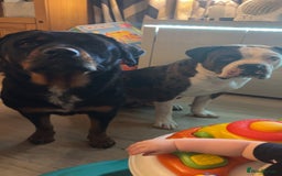 Mixed Breed dogs for sale: 4 beautiful puppies available  - Image 6