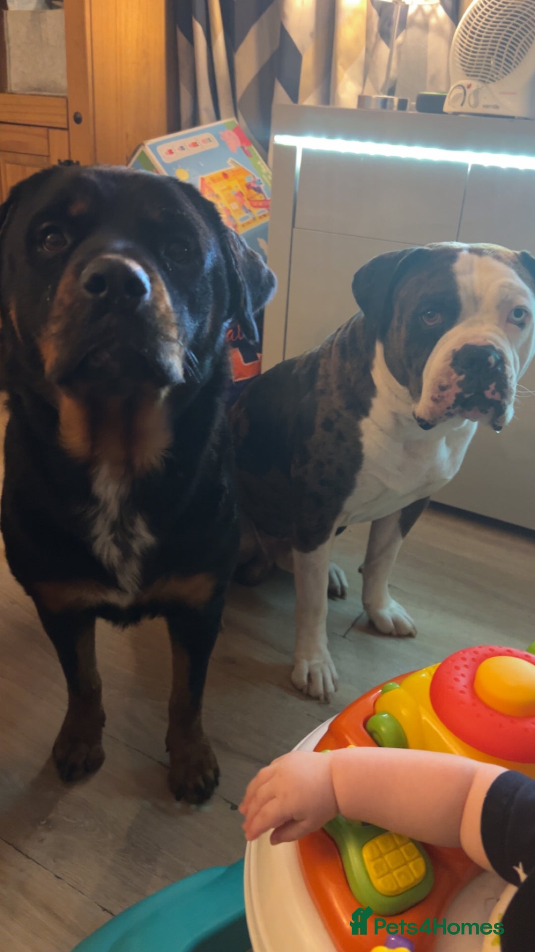 Mixed Breed dogs for sale: 4 beautiful puppies available  - Image 6