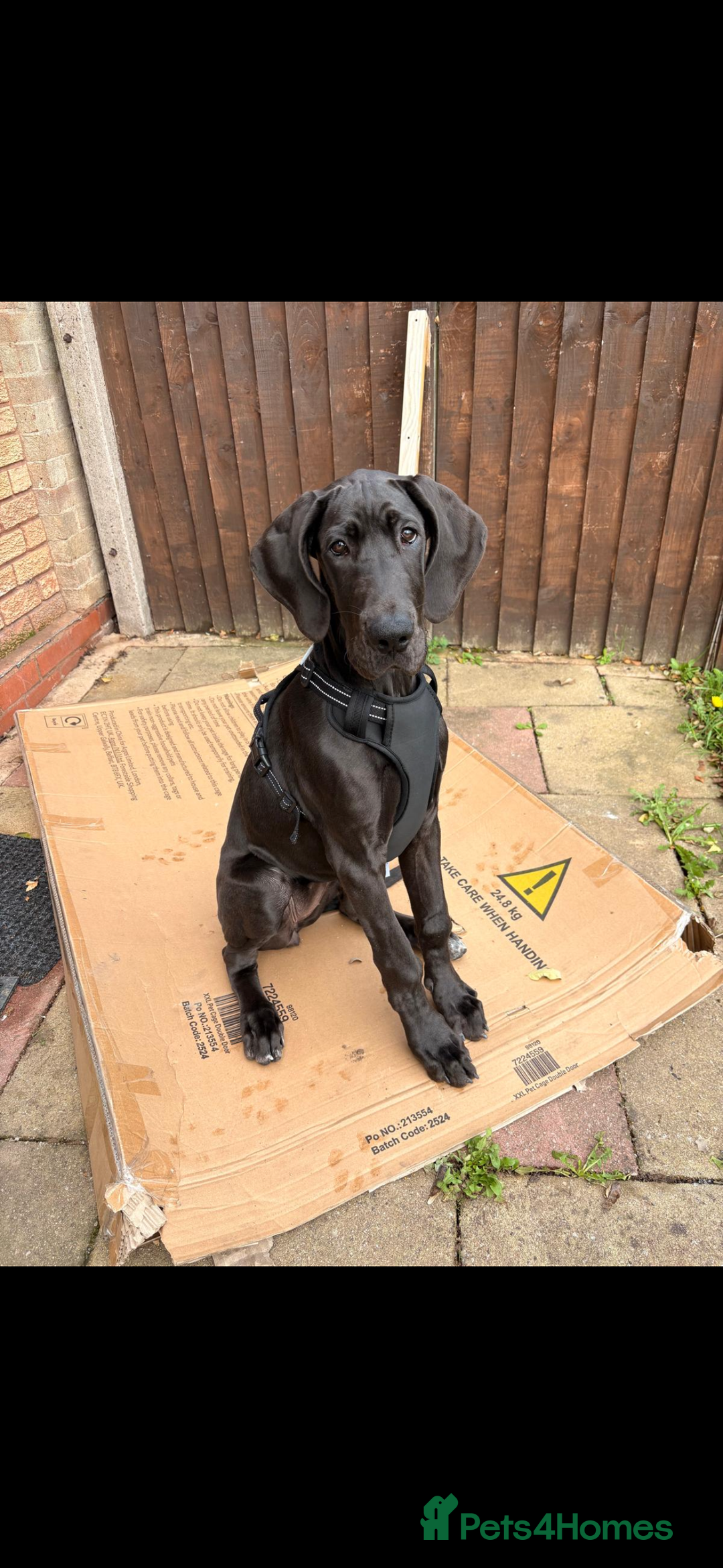 Great Dane dogs for sale: 6 month old Great Dane  - Advert 3