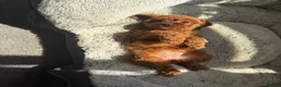Cavapoo dogs for sale: 🐾 Exquisite F1 Cavapoo Puppies Available 🐾  - Advert 15