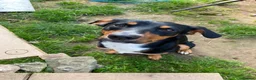 Mixed Breed dogs for sale: Milo kelpie spaniel mix - Advert 2