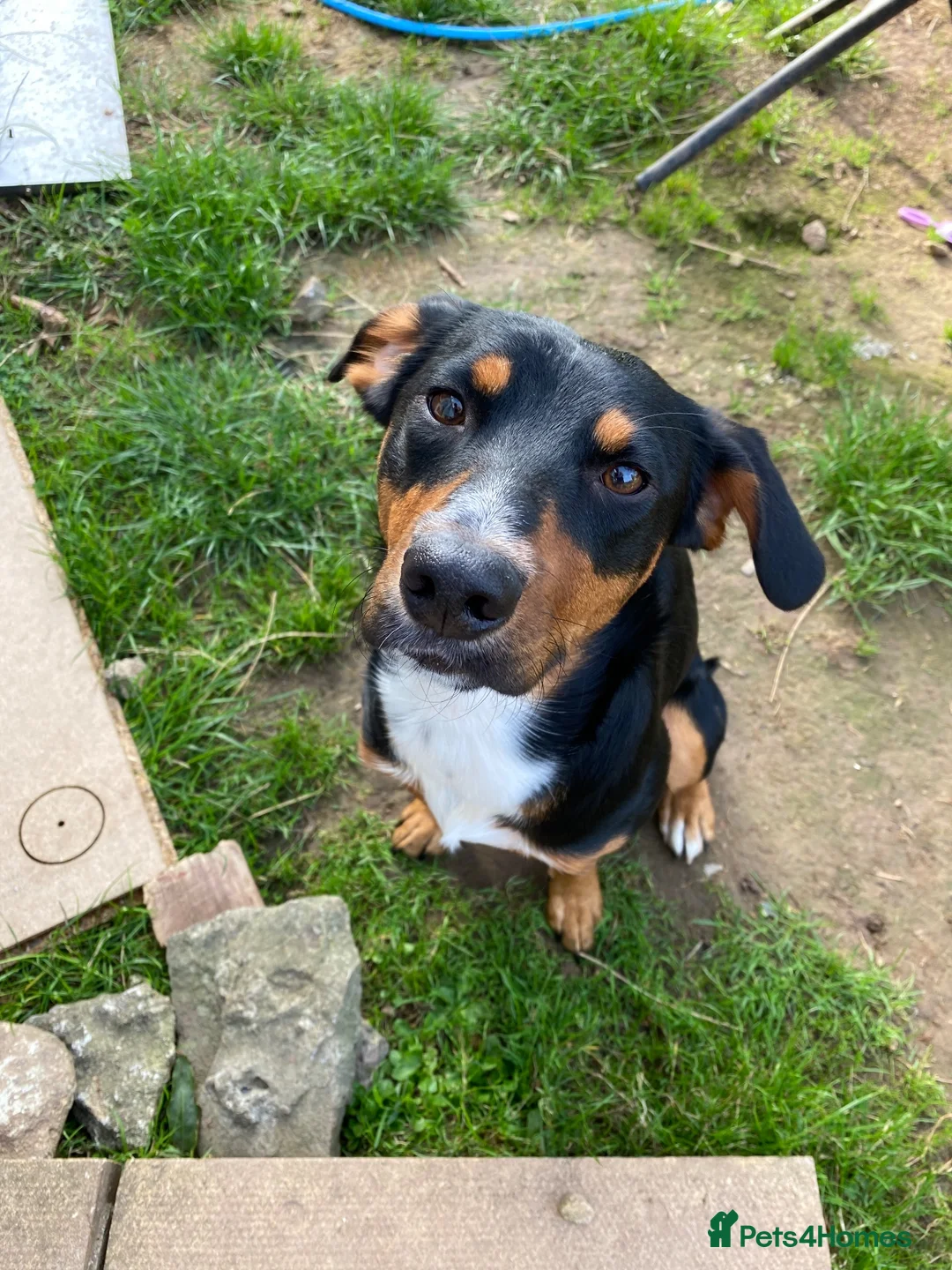 Mixed Breed dogs for sale: Milo kelpie spaniel mix - Advert 2