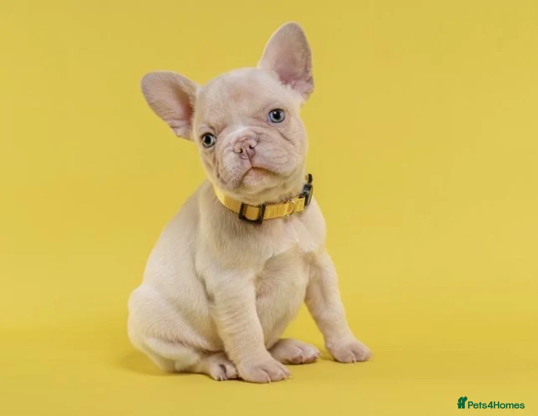 French Bulldog dogs for stud: Isabella & Fluffy Platinum  in Newcastle upon Tyne - Advert 3