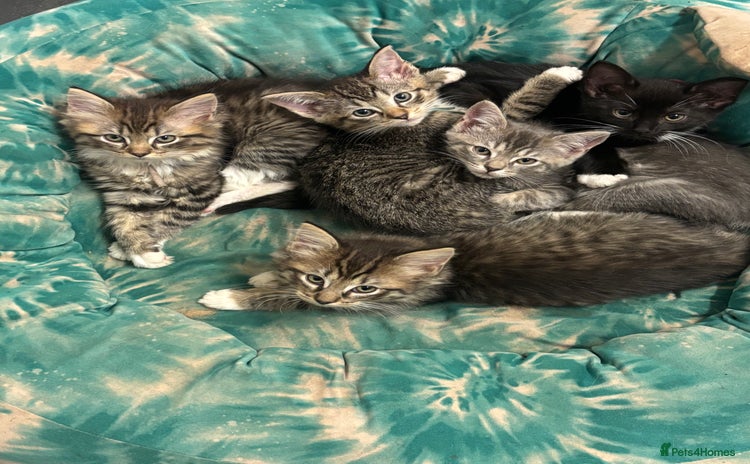 Ragcoon cats - Advert 1