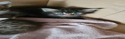 Mixed Breed cats for sale: 4 kittens *3boys* *1girl* available Sept  - Advert 3