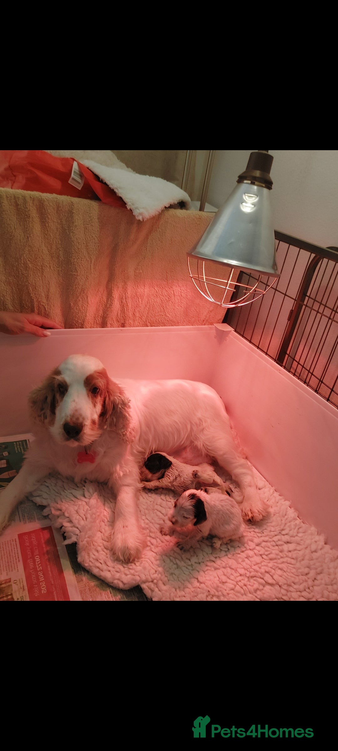 Cocker Spaniel dogs for sale: Kc registered, show type Cocker spaniel Puppies  - Image 2