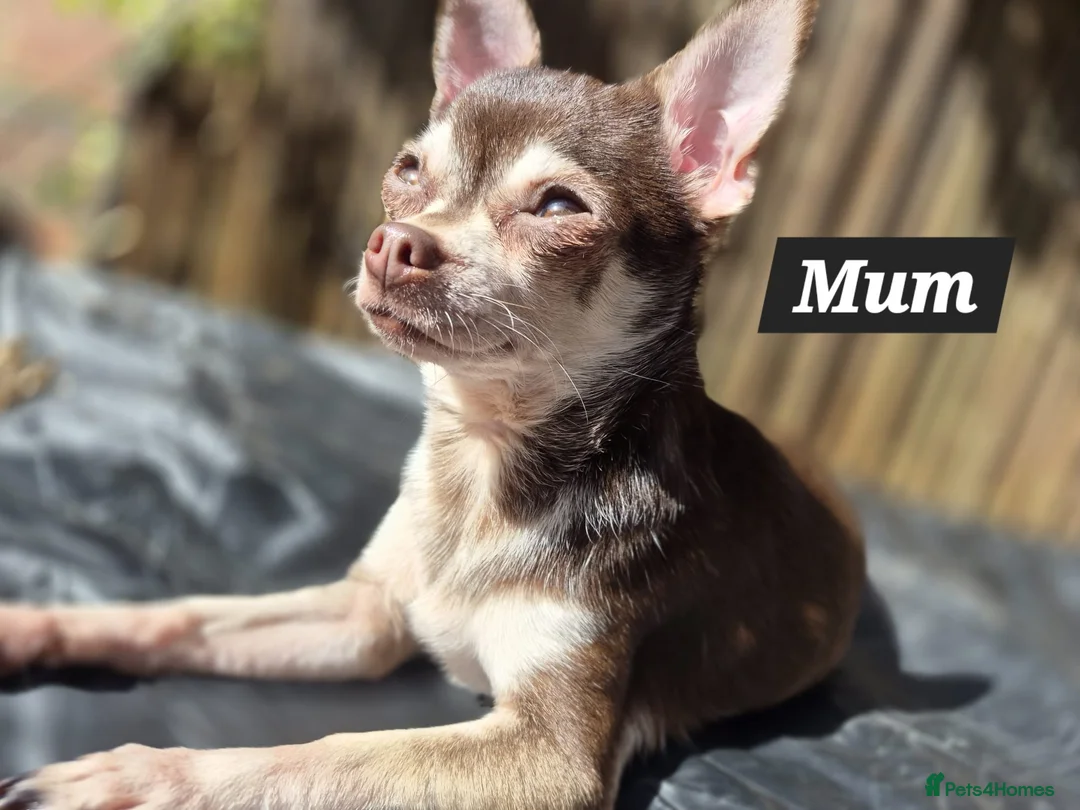 Chihuahua dogs for sale: Pedigree club registered chihuahua puppies - Advert 2