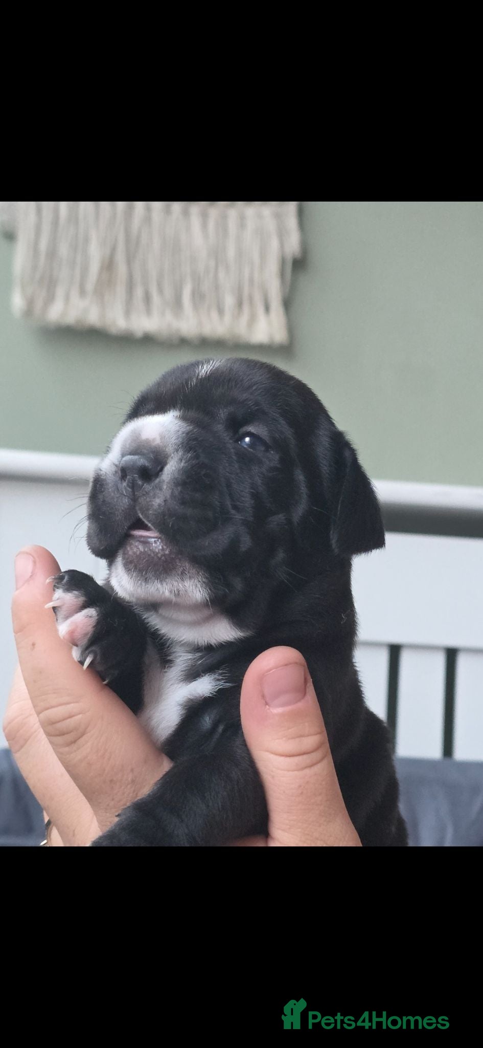 Mixed Breed dogs 5 gorgeous little puppies  - Advert 2