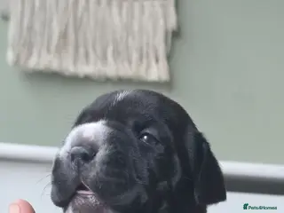 Mixed Breed dogs FRENCHBULLDOG X puppies - Advert 2