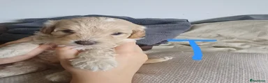 Teddy 