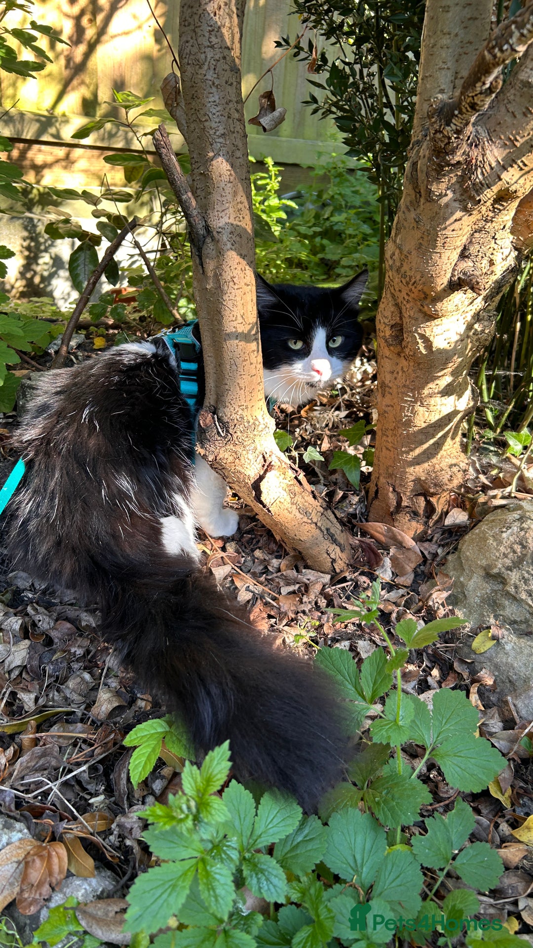 Domestic Shorthair cats for sale: Playful, three year old boy cat - Image 2