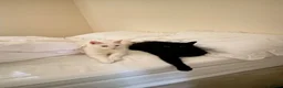 Mixed Breed cats for sale: Male Cats Looking for a Forever Home - Advert 5