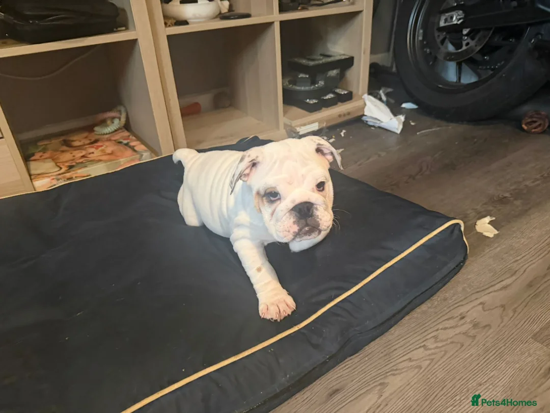 English Bulldog dogs for sale: White British bulldog bitch. - Advert 4