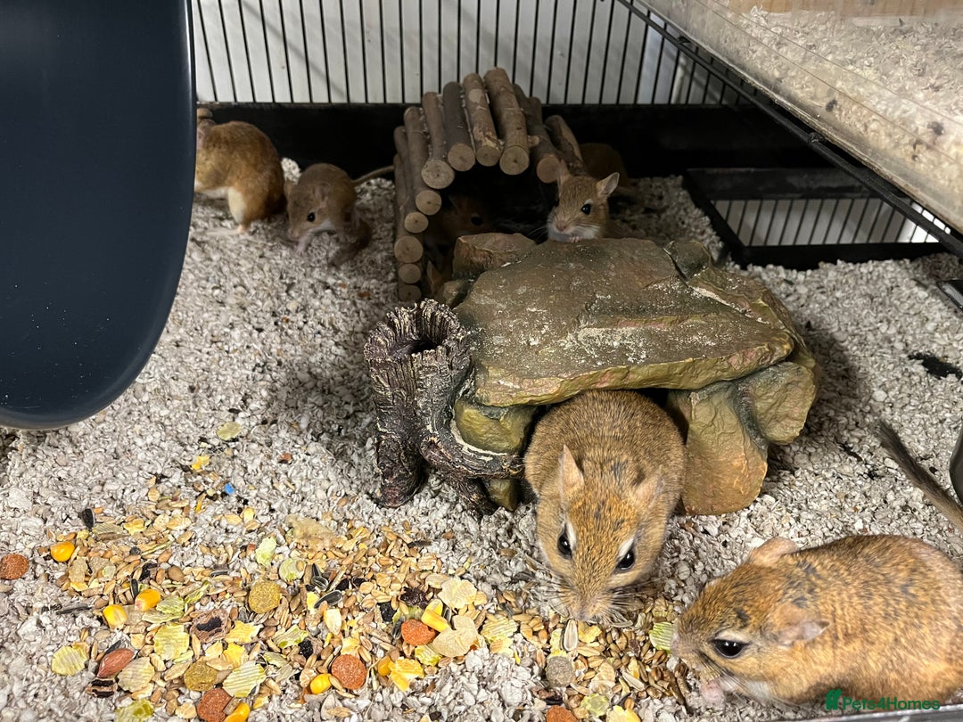 Gerbil rodents for sale: Persian Jirds - Image 2