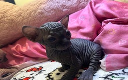 Sphynx cats for sale: 3 beautiful GIRlS available ❤️  - Image 5