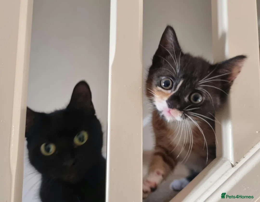 Mixed Breed cats for sale: Calico kitten  - Advert 2