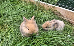 Lionhead rabbits for sale: Baby lionheads for sale - Image 9