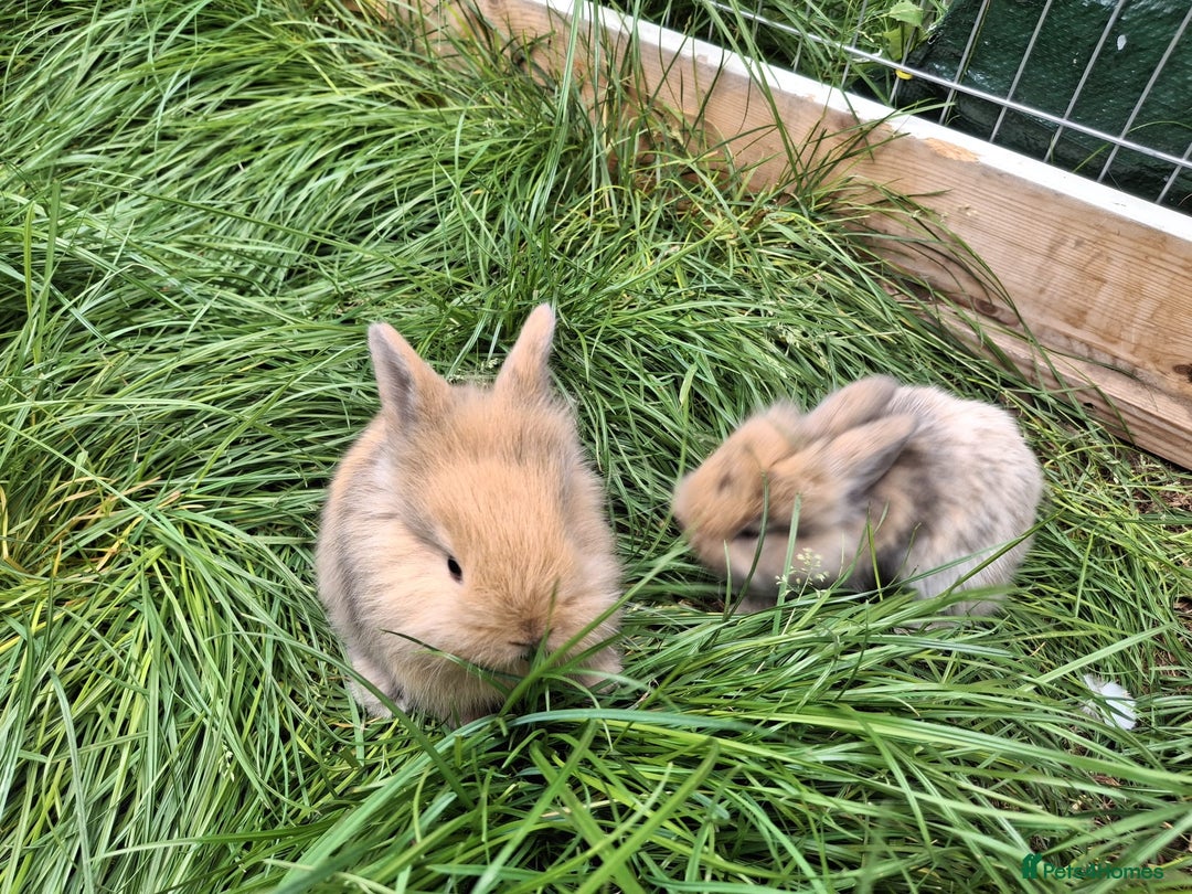 Lionhead rabbits for sale: Baby lionheads for sale - Image 9