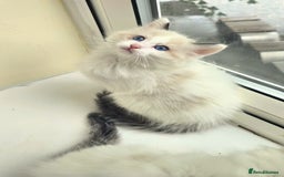 Ragdoll cats for sale:  3 Ragdoll kittens looking for loving homes - Image 5